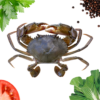Buy Fresh Crab