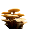 Buy Fresh Honey Mushroom