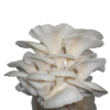 Buy Fresh Oyster Mushroom